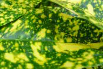 Aucubs jaonica Gold Dust Foliage